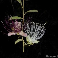 Capparis zeylanica L.